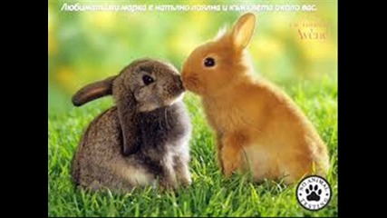 За животните с любов ...