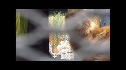 Prisoner in flight