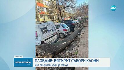 В Пловдив: Вятърът събори клони, има обърнати кофи за боклук