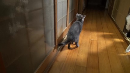 Котешко почукване на вратата
