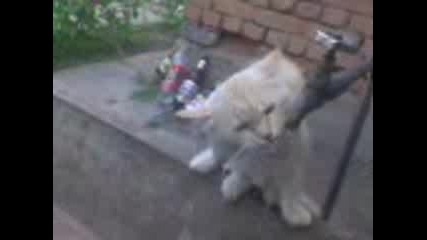 Kote pie voda kato chovek