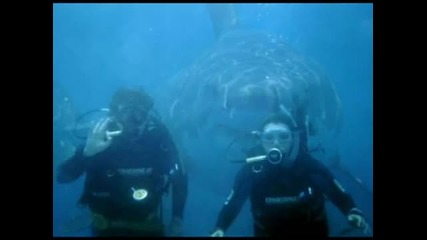 Наи голямите акули в света 