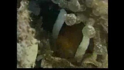 National Geographic - Clownfish And Sea Anemone Partnership