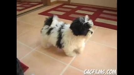 Кученце срещу огледало
