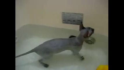 Плешива котка си играе в водата!!!