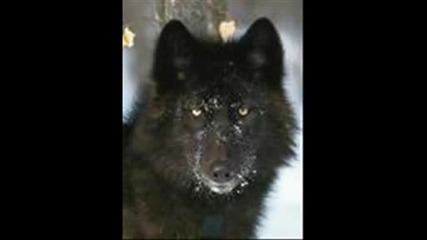 black wolf
