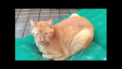 When Cats Pray