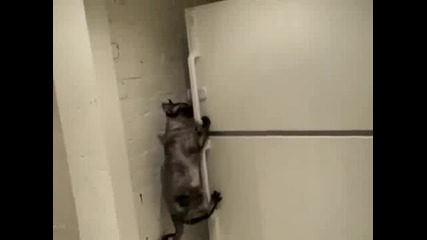 Коте отваря хладилник