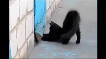 Героично коте помага на куче в беда !