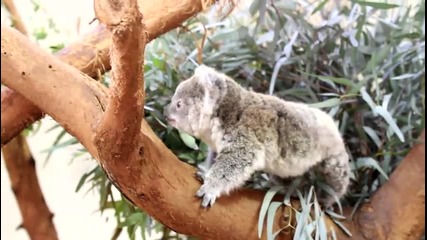 Бебе коала се гушка в майка си:)