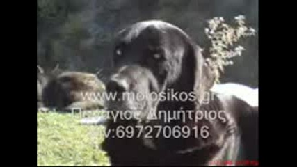 Greek Molossian Dog
