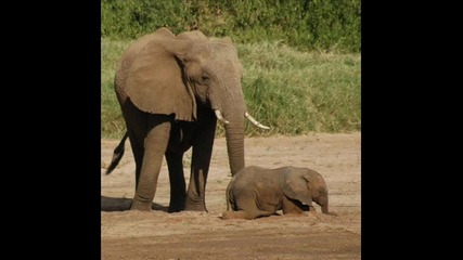 afrika