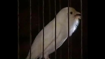 бял канар пее