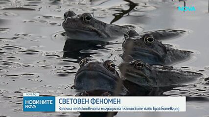 Уникален феномен: Започна необикновеното пътешествие на планинските жаби край Ботевград