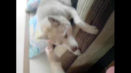 leya 