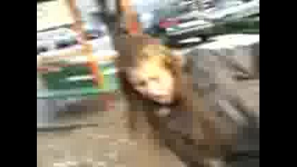 Луди