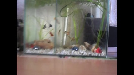moite ribki 1 