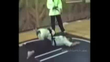 Много смешни животни 
