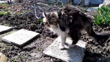 20170318_котарак 2