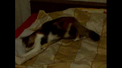 Глупава котка ; 0
