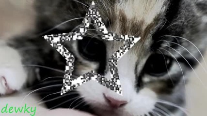 Kittens
