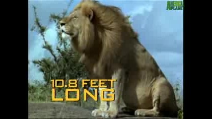 Animal Face - Off Lion vs. Tiger