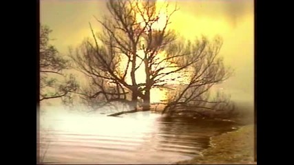 Tree of life