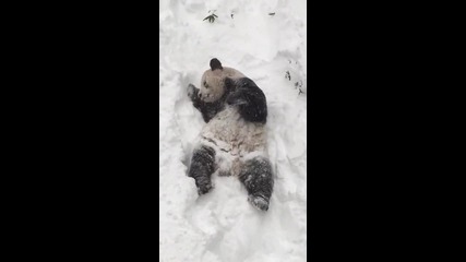 Панда се забавлява в снега