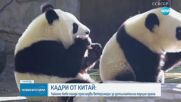 Лакома панда преследва ветеринари за допълнителна порция храна