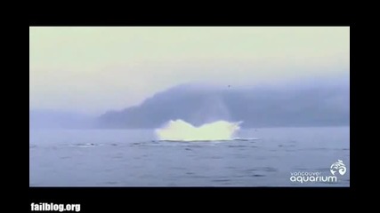 Whale Win 