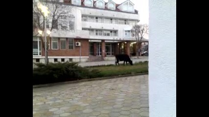 Крава в центъра на Ахтопол