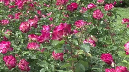La Vi En Rose - Rare Remastered - Mantovani Orchestra