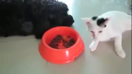Котка краде храна