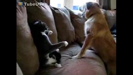 Животинска Битка - Бокс Между Куче И Котка 