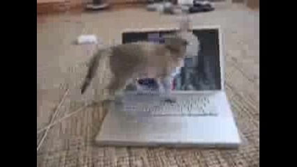 Котка, Която Обича Лаптопа На Стопанина Си