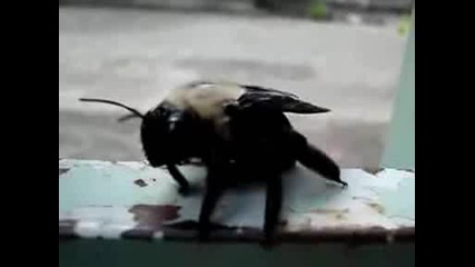 Голяма пчела !