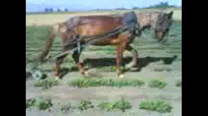 sadov