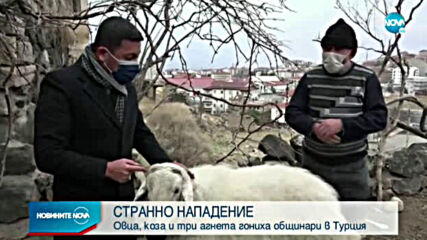 Овца, коза и три агнета гониха общинари в Турция