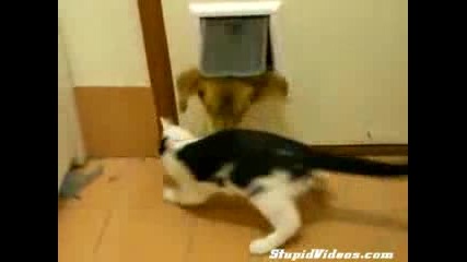 Котка се гаври с куче