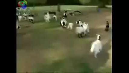 Припадащи кози 