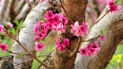 Gentle On My Mind - Glen Campbell Elvis Presley