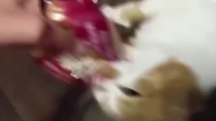 Руска котка се мисли за Питбул