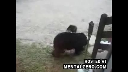 Котка бие Мечка ! 100 % смях