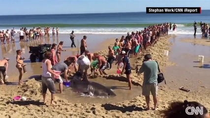 Хора на плажа спасяват акула!