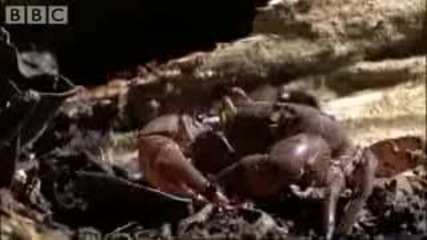 Най - бруталните животни на планетата 2 - Бродещи мравки