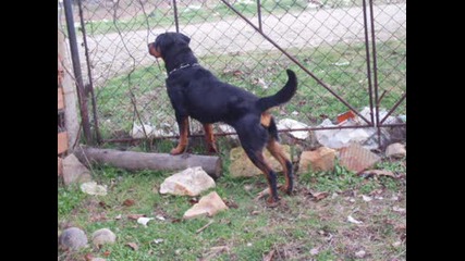 Beautiful Rottweiler - Tori