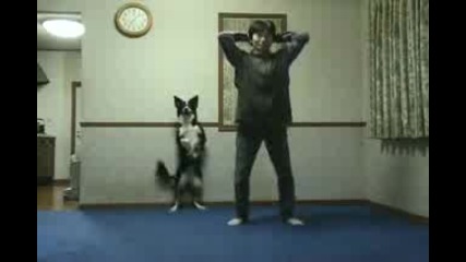 Куче което прави упражнения
