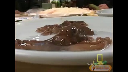 Eto kak se qde jiv oktopod 