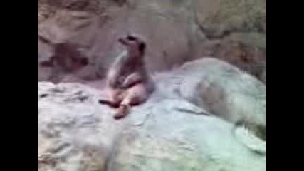 Какво Е Това?