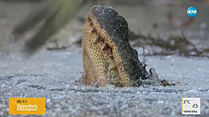 Замръзват ли алигаторите през зимата?